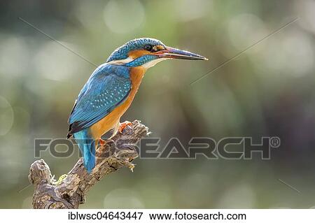 Stock Photo - Common kingfisher (Alcedo atthis) sits on branch, North Rhine-Westphalia, Germany, Europe. Fotosearch