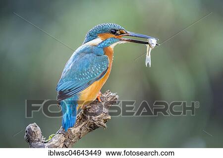 Common kingfisher (Alcedo atthis) sits on branch with fish as prey, North Rhine-Westphalia, Germany, Europe View Large Photo Image Stock Photo - Common kingfisher (Alcedo atthis) sits on branch with fish as prey, North Rhine-Westphalia, Germany, Europe. Fotosearch