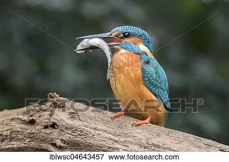 Common kingfisher (Alcedo atthis) sits on branch with fish as prey, North Rhine-Westphalia, Germany, Europe View Large Photo Image Stock Photo - Common kingfisher (Alcedo atthis) sits on branch with fish as prey, North Rhine-Westphalia, Germany, Europe. Fotosearch