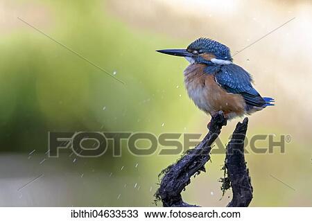 Common kingfisher (Alcedo atthis), Middle Elbe Biosphere Reserve, Saxony-Anhalt, Germany, Europe View Large Photo Image Stock Image - Common kingfisher (Alcedo atthis), Middle Elbe Biosphere Reserve, Saxony-Anhalt, Germany, Europe. Fotosearch
