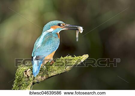 Common kingfisher (Alcedo atthis) with fish as prey, sits on mossy branch, North Rhine-Westphalia, Germany, Europe View Large Photo Image Stock Photograph - Common kingfisher (Alcedo atthis) with fish as prey, sits on mossy branch, North Rhine-Westphalia, Germany, Europe. Fotosearch