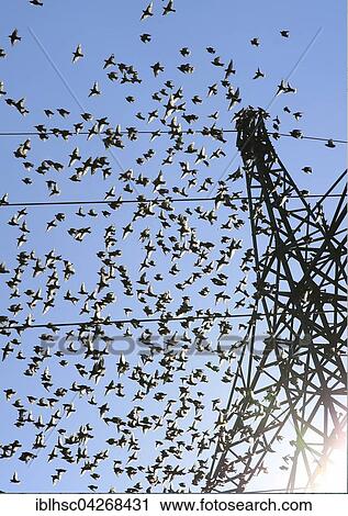 Stock Image - Common starlings (Sturnus vulgaris), swarm flying next to a pylon, resting point during migration, Finsing, Bavaria, Germany, Europe. Fotosearch