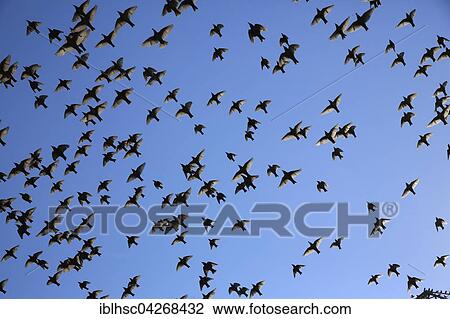Common starlings (Sturnus vulgaris), swarm flying, migrating, Finsing, Bavaria, Germany, Europe View Large Photo Image Stock Image - Common starlings (Sturnus vulgaris), swarm flying, migrating, Finsing, Bavaria, Germany, Europe. Fotosearch