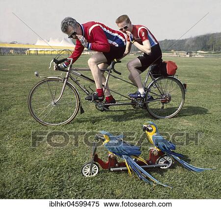 Competition two cyclists race against two parrots, England, Great Britain View Large Photo Image Stock Photography - Competition two cyclists race against two parrots, England, Great Britain. Fotosearch