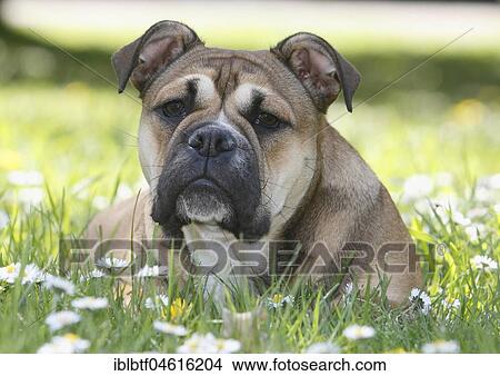 Continental Bulldog, bitch, 6 months, lies in a meadow with daisies, North Rhine-Westphalia, Germany, Europe View Large Photo Image Picture - Continental Bulldog, bitch, 6 months, lies in a meadow with daisies, North Rhine-Westphalia, Germany, Europe. Fotosearch