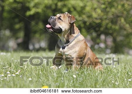 Continental Bulldog, bitch, 6 months, sitting in meadow, sideways, North Rhine-Westphalia, Germany, Europe View Large Photo Image Stock Image - Continental Bulldog, bitch, 6 months, sitting in meadow, sideways, North Rhine-Westphalia, Germany, Europe. Fotosearch