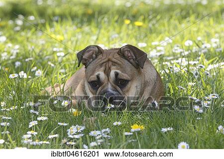 Continental Bulldog, bitch, 6 months, lies in meadow with daisies, North Rhine-Westphalia, Germany, Europe View Large Photo Image Stock Image - Continental Bulldog, bitch, 6 months, lies in meadow with daisies, North Rhine-Westphalia, Germany, Europe. Fotosearch