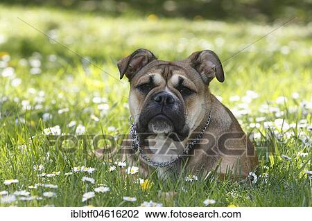 Continental Bulldog, bitch, 6 months, lies in a meadow with daisies, North Rhine-Westphalia, Germany, Europe View Large Photo Image Stock Image - Continental Bulldog, bitch, 6 months, lies in a meadow with daisies, North Rhine-Westphalia, Germany, Europe. Fotosearch