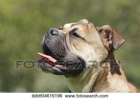 Continental Bulldog, bitch, 6 months, portrait sideways, North Rhine-Westphalia, Germany, Europe View Large Photo Image Stock Photograph - Continental Bulldog, bitch, 6 months, portrait sideways, North Rhine-Westphalia, Germany, Europe. Fotosearch
