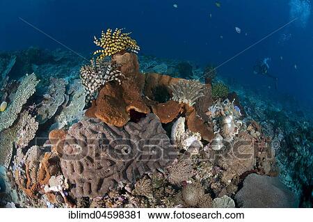 Coral garden with hairstars (Comatulida), red sponge, back diver, Nusa Lembongan, Bali, Indonesia, Asia View Large Photo Image Stock Image - Coral garden with hairstars (Comatulida), red sponge, back diver, Nusa Lembongan, Bali, Indonesia, Asia. Fotosearch