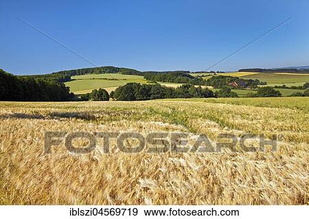 Cultural Landscape with Rye Field, Barntrup, nature park Teutoburg Forest, Eggegebirge, North Rhine-Westphalia, Germany, Europe View Large Photo Image Stock Photo - Cultural Landscape with Rye Field, Barntrup, nature park Teutoburg Forest, Eggegebirge, North Rhine-Westphalia, Germany, Europe. Fotosearch