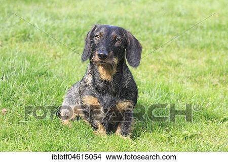 Dachshund bitch, 2 years, sits in meadow, Germany, Europe View Large Photo Image Picture - Dachshund bitch, 2 years, sits in meadow, Germany, Europe. Fotosearch