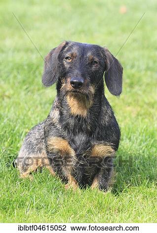 Dachshund bitch, 2 years, sits in meadow, Germany, Europe View Large Photo Image Stock Image - Dachshund bitch, 2 years, sits in meadow, Germany, Europe. Fotosearch