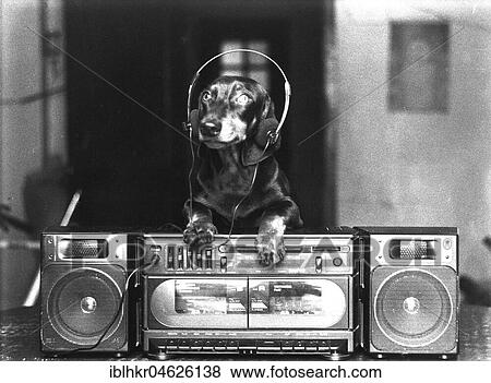 Dachshund with headphones and stereo, ca. 1950, exact place unknown, Cuba, Caribbean, Central America View Large Photo Image Stock Photo - Dachshund with headphones and stereo, ca. 1950, exact place unknown, Cuba, Caribbean, Central America. Fotosearch