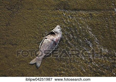 Dead fish in shallow water, Purkersdorf, Austria, Europe View Large Photo Image Stock Photo - Dead fish in shallow water, Purkersdorf, Austria, Europe. Fotosearch