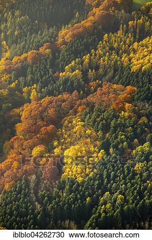 Deciduous forest and colorful autumn leaves, Bommerholz, Witten, Ruhr district, North Rhine-Westphalia, Germany, Europe View Large Photo Image Stock Image - Deciduous forest and colorful autumn leaves, Bommerholz, Witten, Ruhr district, North Rhine-Westphalia, Germany, Europe. Fotosearch