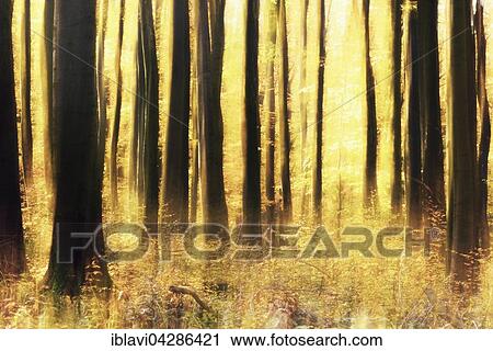 Stock Image - Deciduous forest in autumn, abstract. Fotosearch