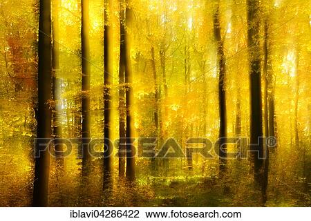Stock Image - Deciduous forest in autumn, abstract. Fotosearch