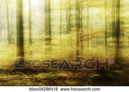 Stock Photo - Deciduous forest in autumn, abstract. Fotosearch