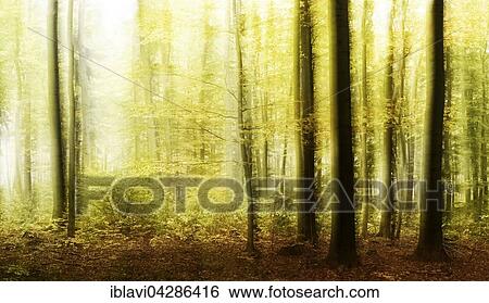 Deciduous forest in autumn, abstract View Large Photo Image Stock Photograph - Deciduous forest in autumn, abstract. Fotosearch