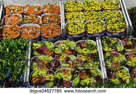 Different flowers ready for dispatch in boxes, Royal FloraHolland, Aalsmeer, Netherlands View Large Photo Image Stock Photography - Different flowers ready for dispatch in boxes, Royal FloraHolland, Aalsmeer, Netherlands. Fotosearch