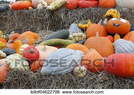 Different pumpkins (curcurbita) lying on straw View Large Photo Image Stock Photo - Different pumpkins (curcurbita) lying on straw. Fotosearch