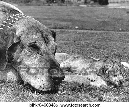 Stock Photography - Dog and baby lion, England, Great Britain. Fotosearch