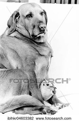 Dog and bird cuddling, England, Great Britain View Large Photo Image Stock Image - Dog and bird cuddling, England, Great Britain. Fotosearch
