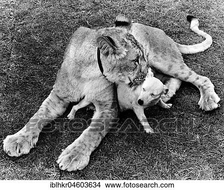 Dog and Lion cuddling, England, Great Britain View Large Photo Image Picture - Dog and Lion cuddling, England, Great Britain. Fotosearch