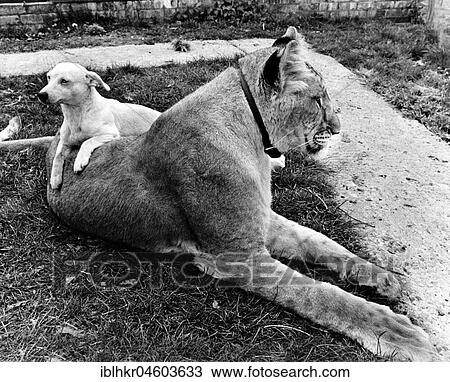 Stock Image - Dog and Lion cuddling, England, Great Britain. Fotosearch