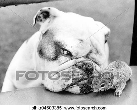 Dog and rodent, England, Great Britain View Large Photo Image Stock Photography - Dog and rodent, England, Great Britain. Fotosearch