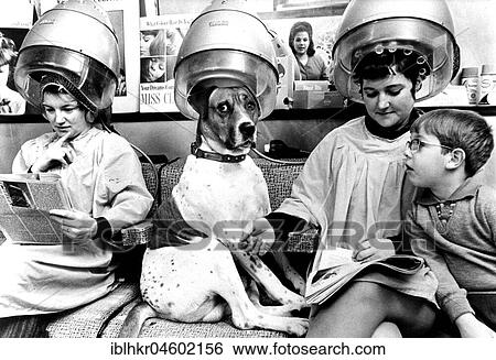 Stock Photograph - Dog at a hairdresser's, England, Great Britain. Fotosearch