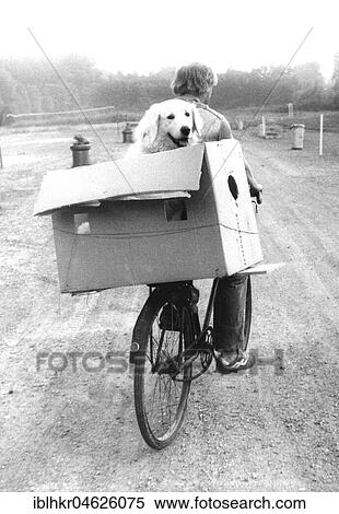 Dog in carton on bicycle rack ca. 1970s, exact place unknown, Czech Republic, Europe View Large Photo Image Stock Photography - Dog in carton on bicycle rack ca. 1970s, exact place unknown, Czech Republic, Europe. Fotosearch