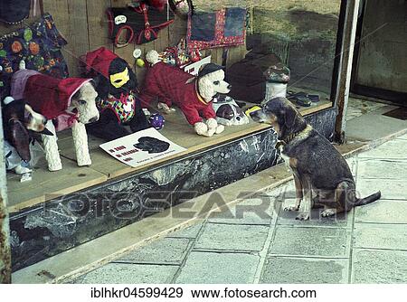 Dog looks into the window, England, Great Britain View Large Photo Image Stock Photo - Dog looks into the window, England, Great Britain. Fotosearch
