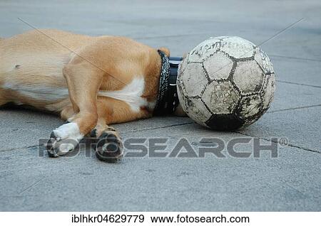 Dog lying on the ground with a ball in front of his head, Berlin, Germany, Europe View Large Photo Image Stock Photo - Dog lying on the ground with a ball in front of his head, Berlin, Germany, Europe. Fotosearch