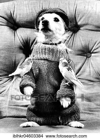 Dog posing in pullover with two budgies, England, Great Britain View Large Photo Image Picture - Dog posing in pullover with two budgies, England, Great Britain. Fotosearch