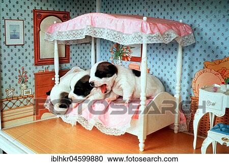 Stock Image - Dog puppies in the Doll's House, England, Great Britain. Fotosearch
