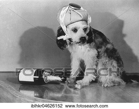 Dog sick with empty bottle of sparkling wine, ca. 1950, exact place unknown, Cuba, Caribbean, Central America View Large Photo Image Stock Image - Dog sick with empty bottle of sparkling wine, ca. 1950, exact place unknown, Cuba, Caribbean, Central America. Fotosearch