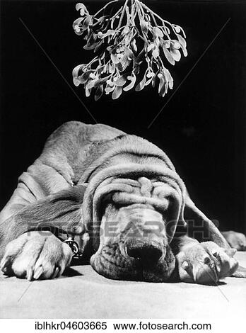 Stock Photography - Dog sleeps, England, Great Britain. Fotosearch