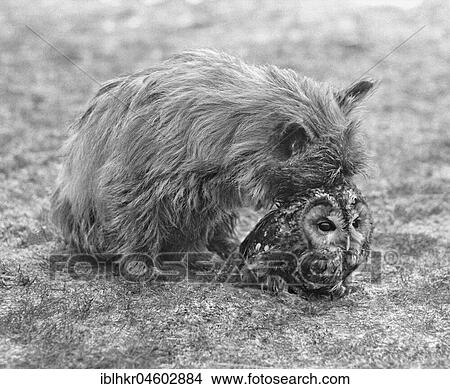Picture - Dog with owl, England, Great Britain. Fotosearch
