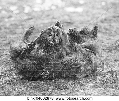 Dog with owl, England, Great Britain View Large Photo Image Stock Photo - Dog with owl, England, Great Britain. Fotosearch
