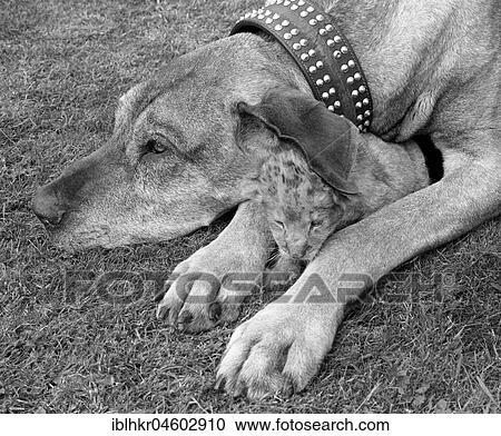 Dog with small lion, England, Great Britain View Large Photo Image Stock Image - Dog with small lion, England, Great Britain. Fotosearch