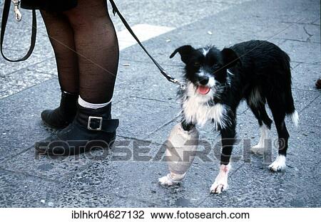 Dog with thick bandage on leg, Berlin, Germany, Europe View Large Photo Image Stock Image - Dog with thick bandage on leg, Berlin, Germany, Europe. Fotosearch