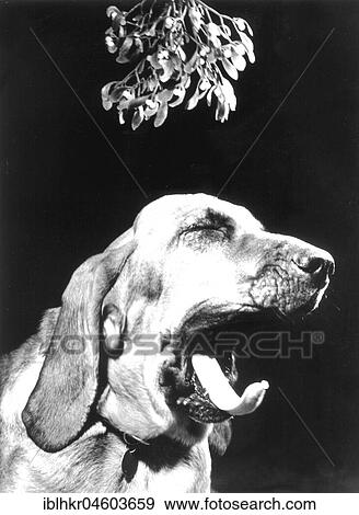 Stock Photo - Dog yawns, England, Great Britain. Fotosearch