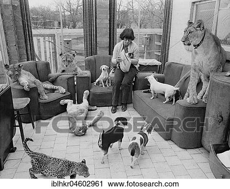 Dogs and lions in a woman's living room, England, Great Britain View Large Photo Image Stock Image - Dogs and lions in a woman's living room, England, Great Britain. Fotosearch