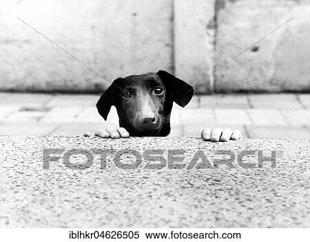 Stock Photography - Dog's head with hands looking over wall, ca. 1980s, East Berlin, GDR, Germany, Europe. Fotosearch