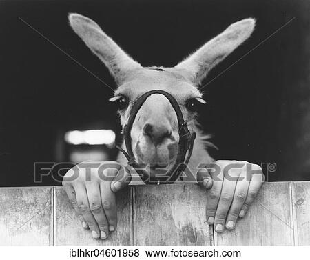 Stock Photo - Donkey and Human Hands, England, Great Britain. Fotosearch