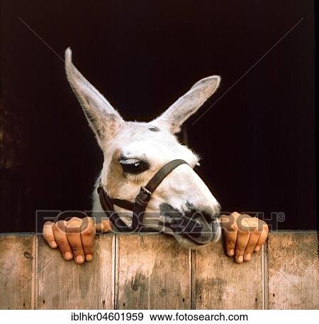 Donkey and Human Hands, England, Great Britain View Large Photo Image Stock Photo - Donkey and Human Hands, England, Great Britain. Fotosearch