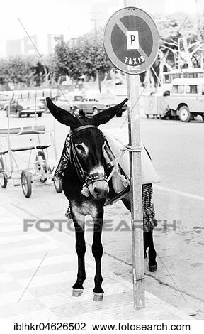 Stock Image - Donkey attached to parking pole, approx. 1980s, East Berlin, GDR, Germany, Europe. Fotosearch