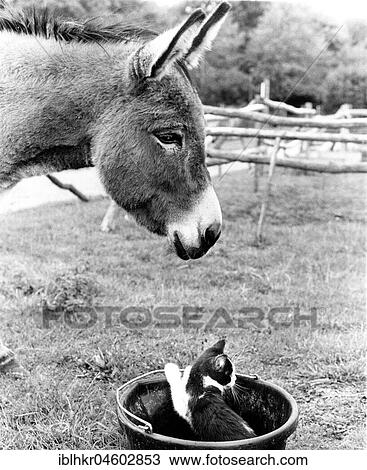 Stock Image - Donkey with cat in bucket, England, Great Britain. Fotosearch